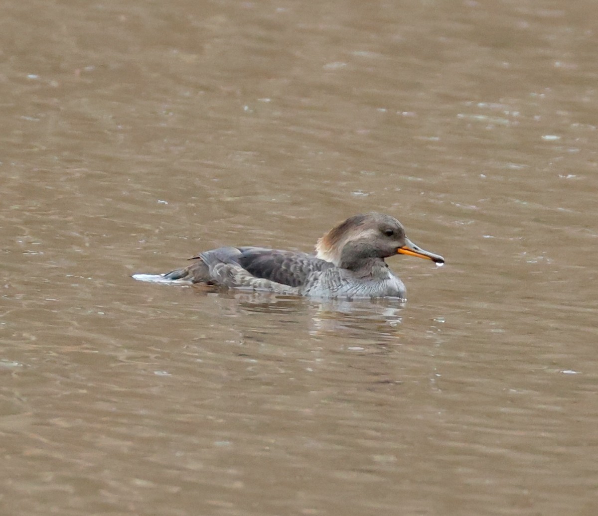 Hooded Merganser - ML651215197