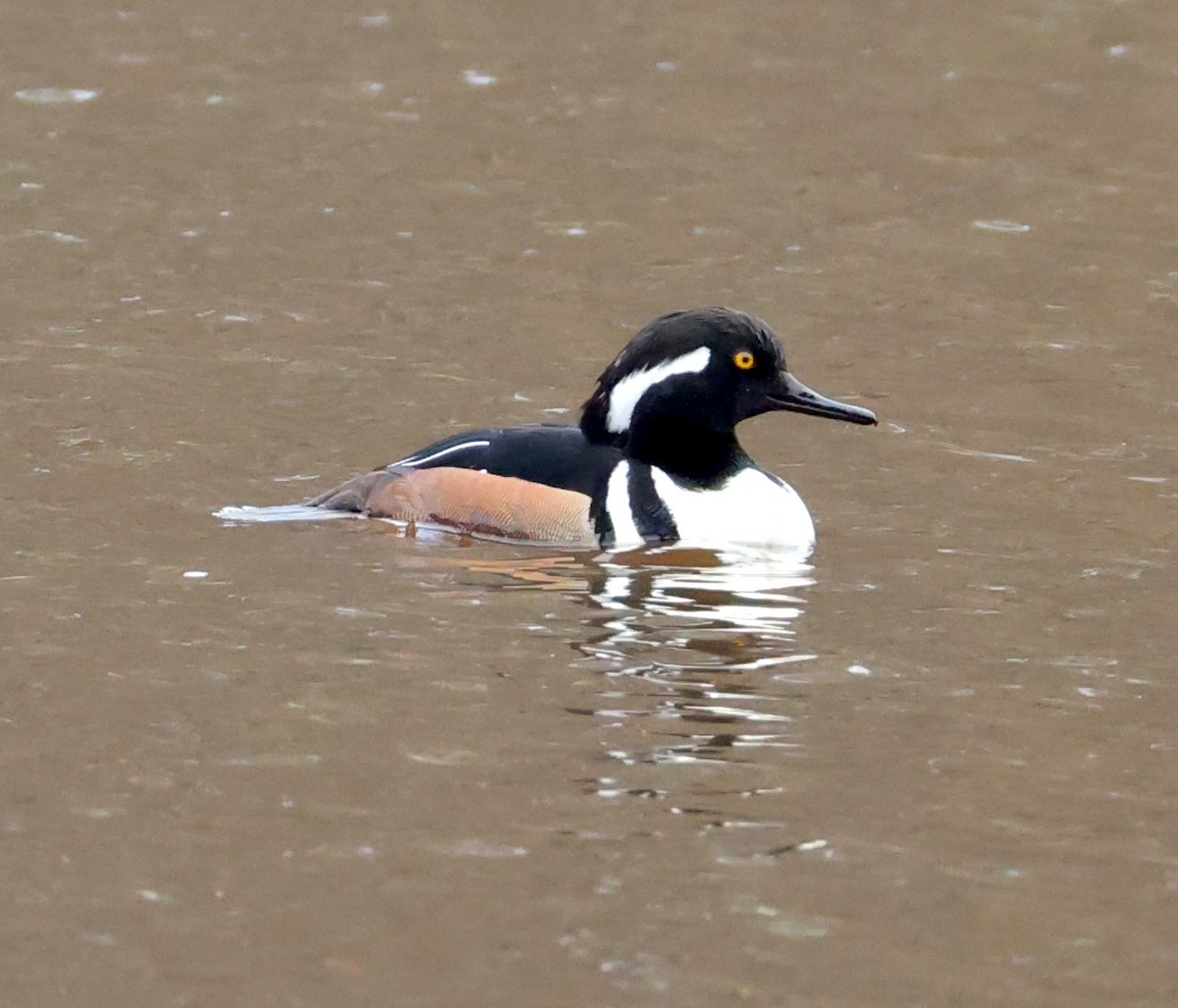 Hooded Merganser - ML651215204