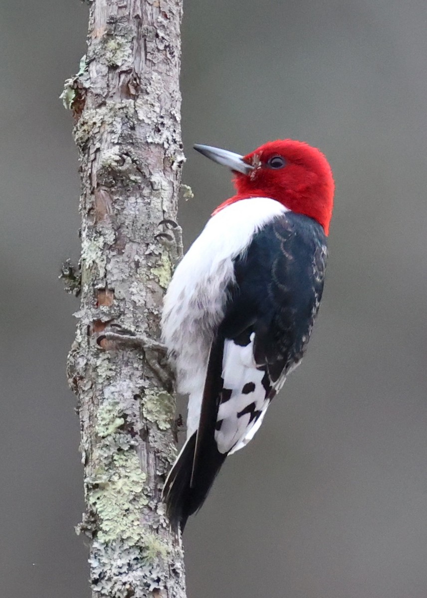 Red-headed Woodpecker - ML651215240