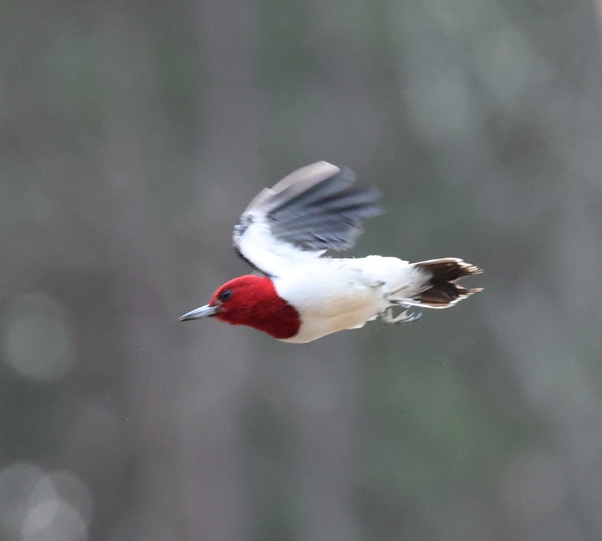 Red-headed Woodpecker - ML651215248