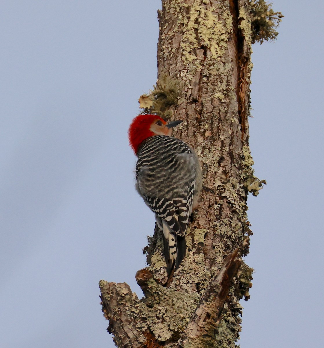 Red-bellied Woodpecker - ML651215252