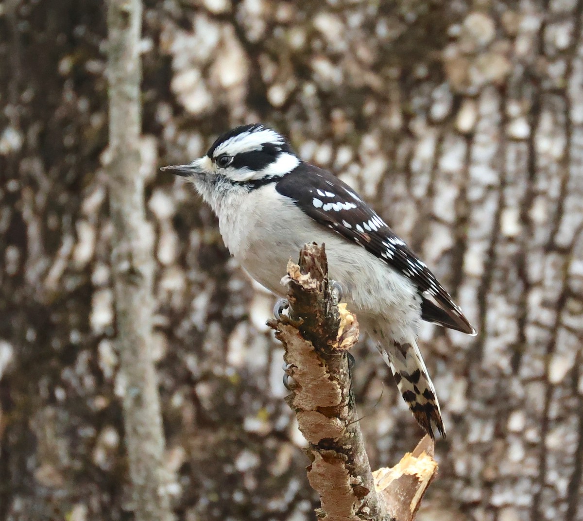 Downy Woodpecker - ML651215259
