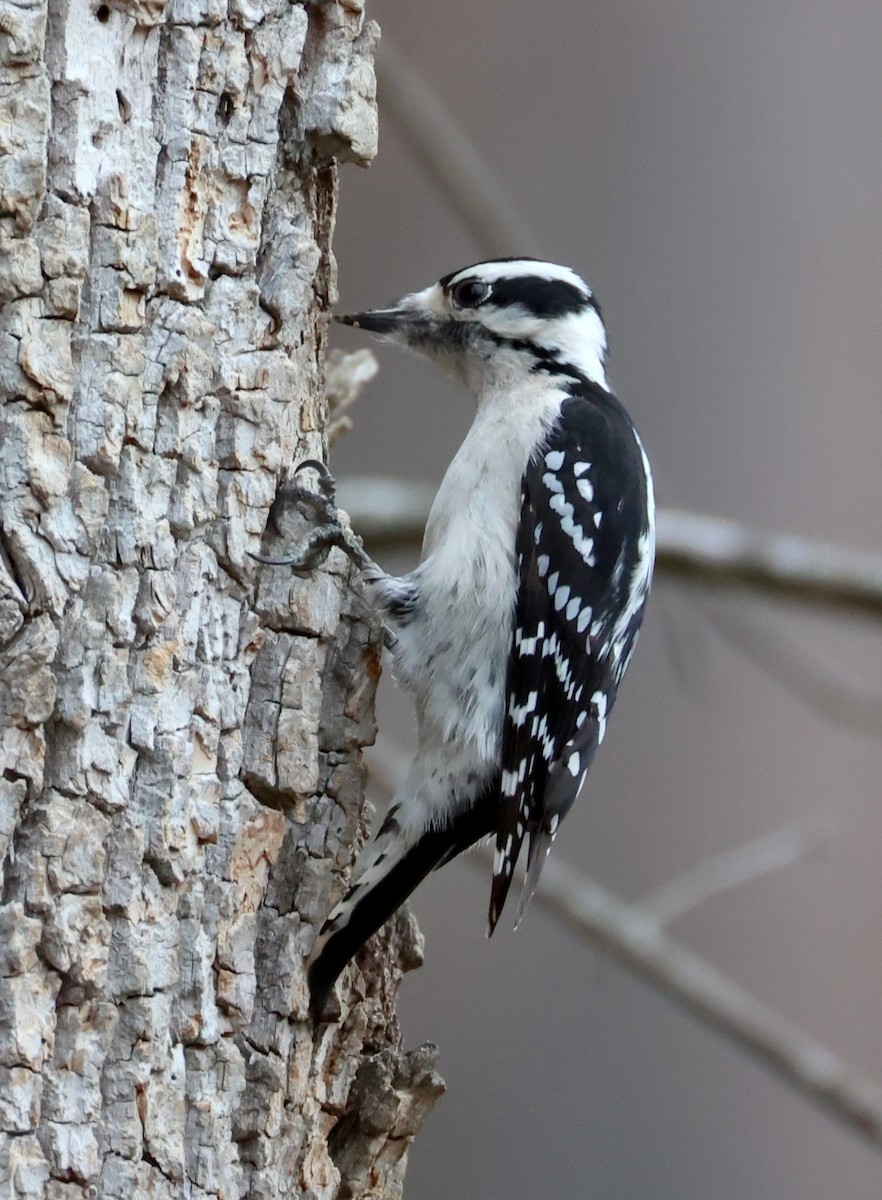 Downy Woodpecker - ML651215261