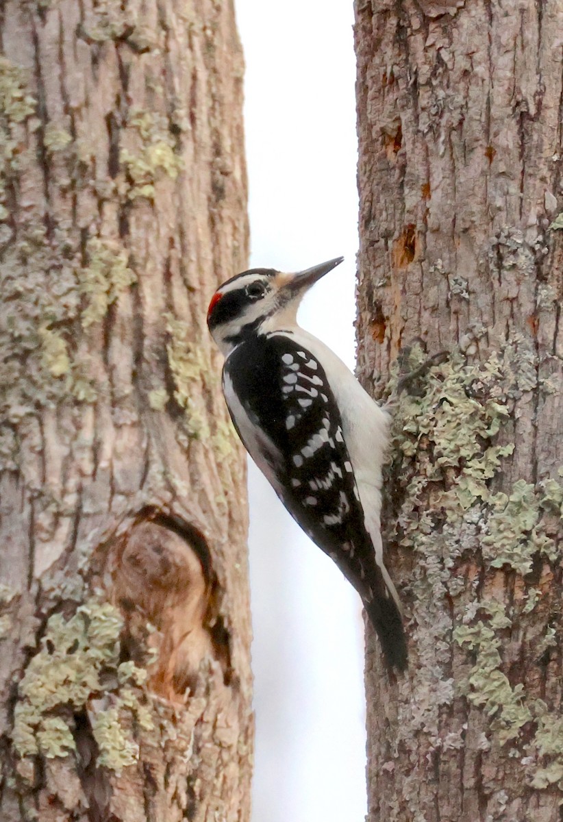 Hairy Woodpecker - ML651215272