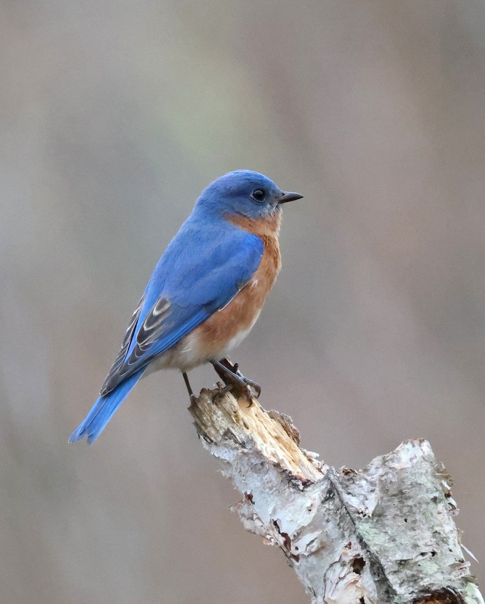 Eastern Bluebird - ML651215302