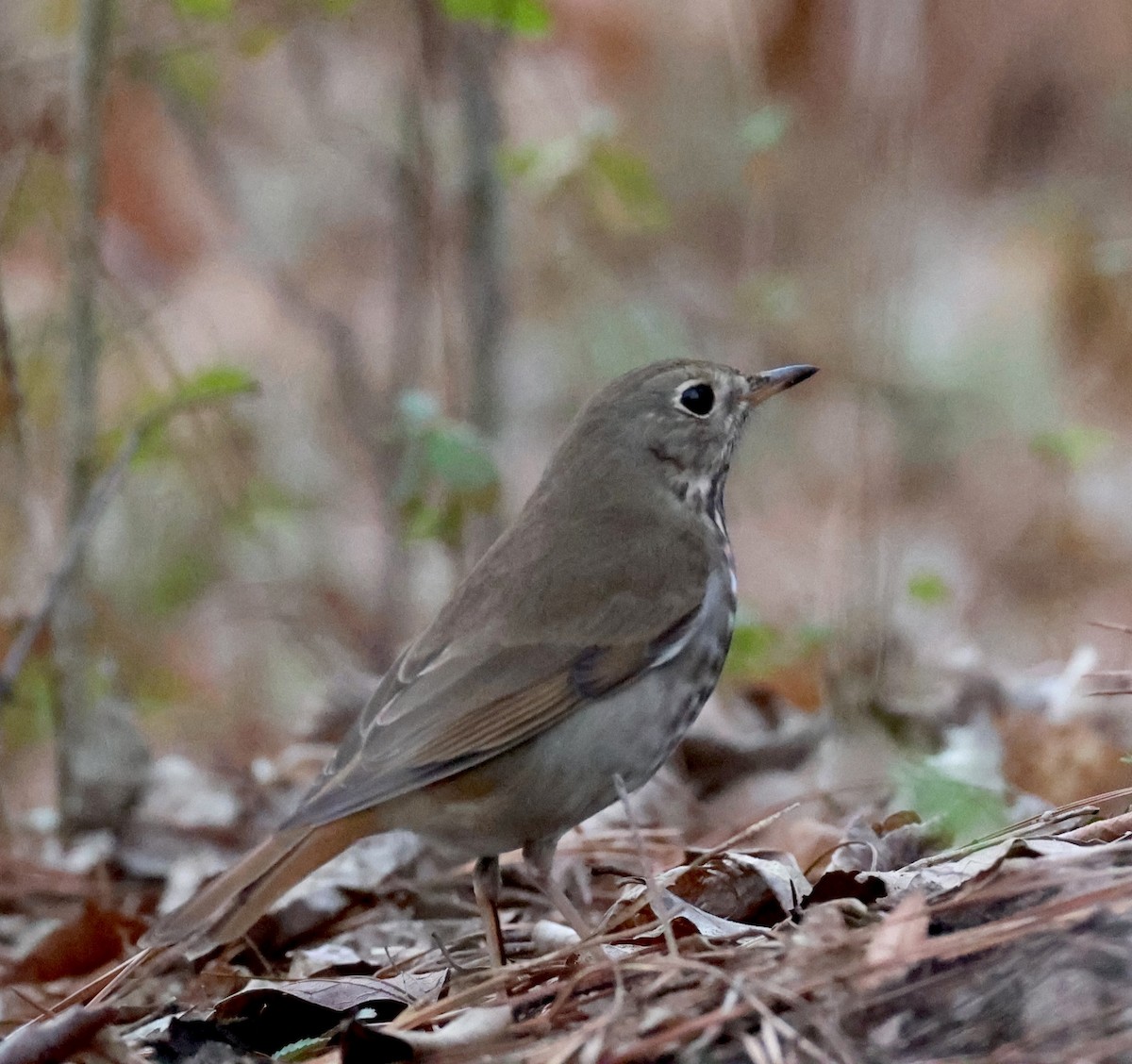 Hermit Thrush - ML651215304