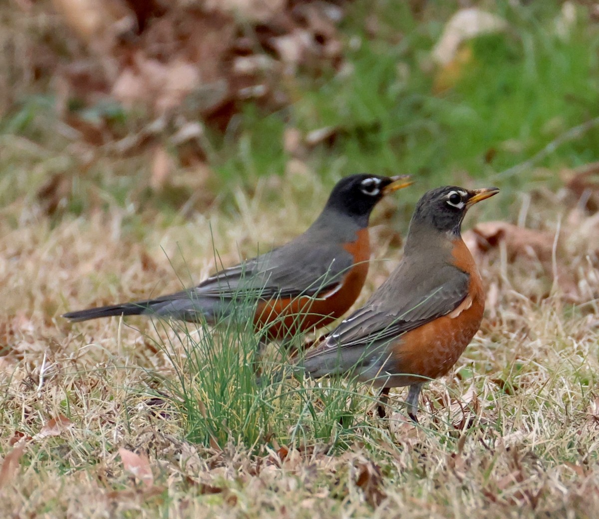 American Robin - ML651215311