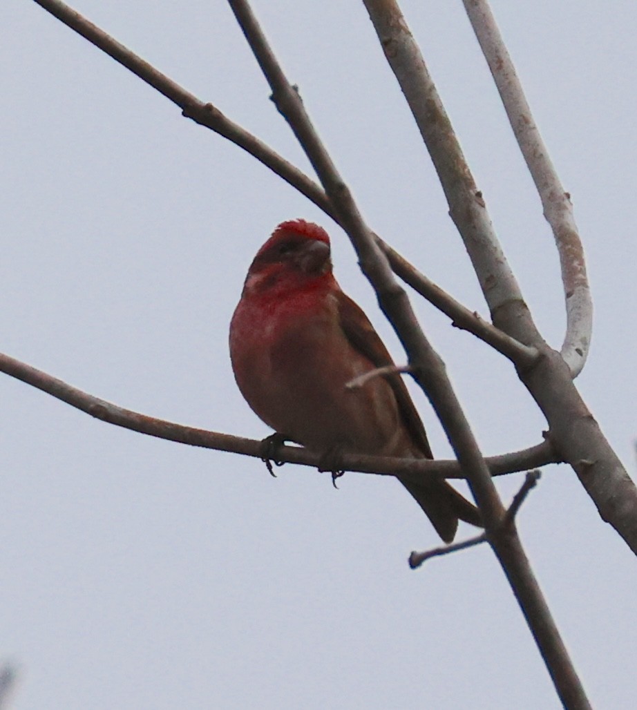 Purple Finch - ML651215319