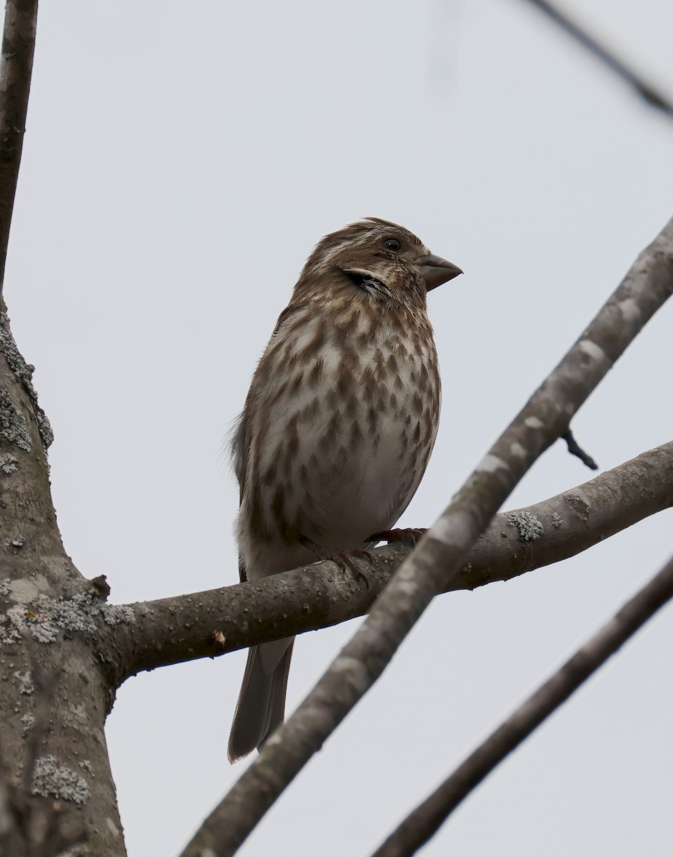 Purple Finch - ML651215329