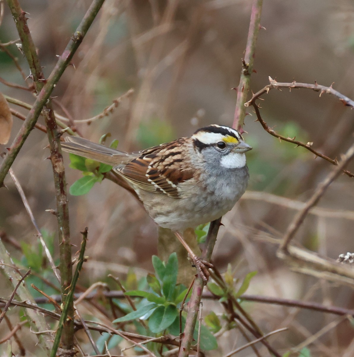 White-throated Sparrow - ML651215335