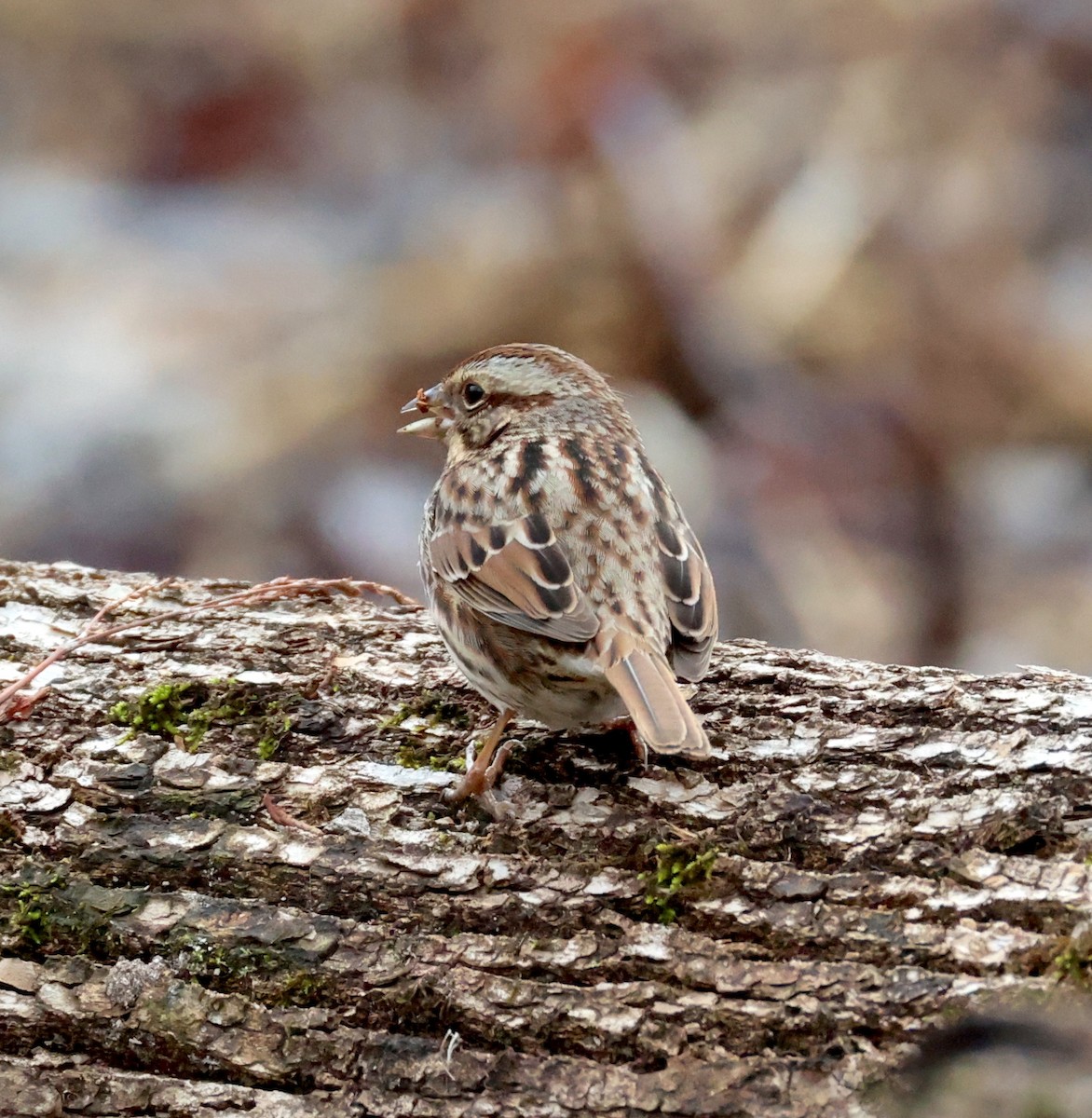Song Sparrow - ML651215347