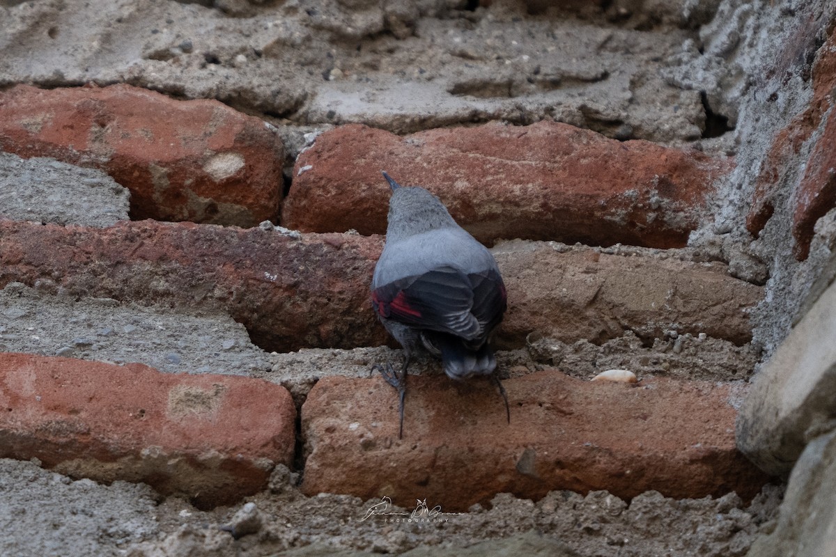 Wallcreeper - ML651215537