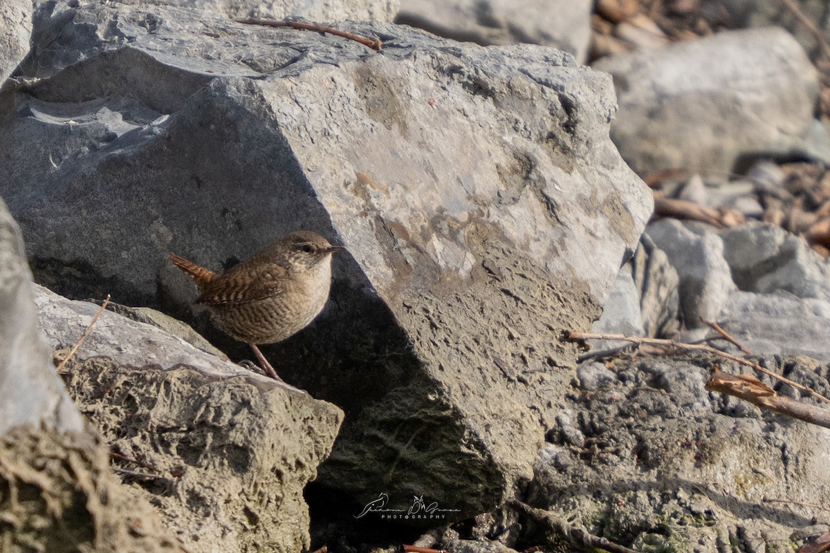 Eurasian Wren - ML651215543
