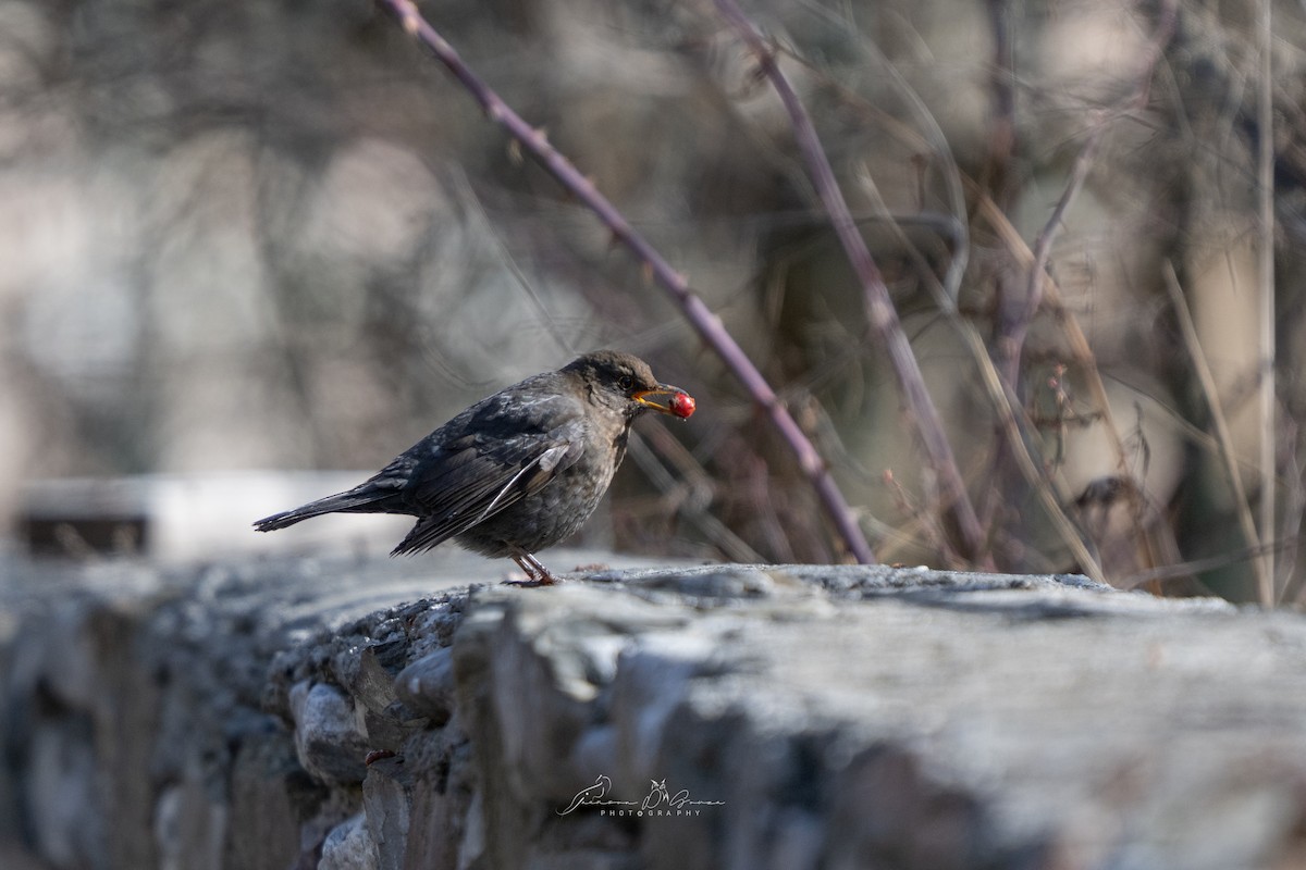 Eurasian Blackbird - ML651215552