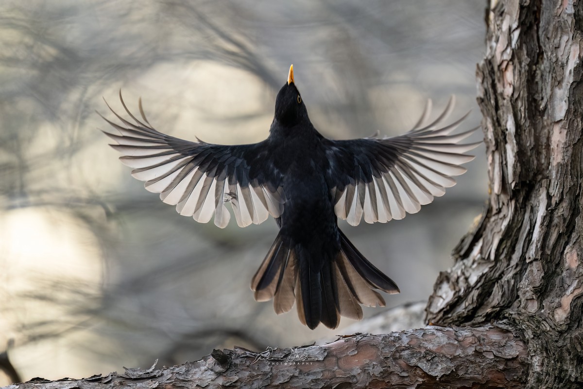 Eurasian Blackbird - ML651215553