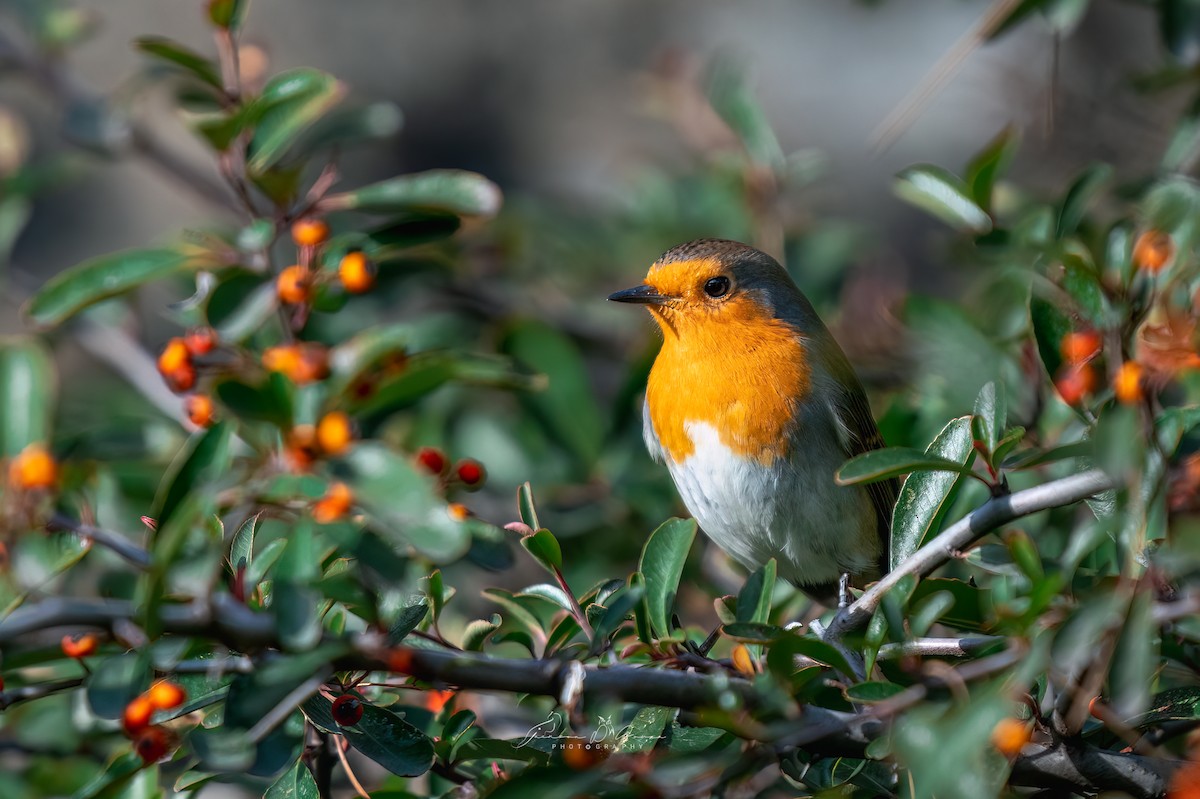 European Robin - ML651215556