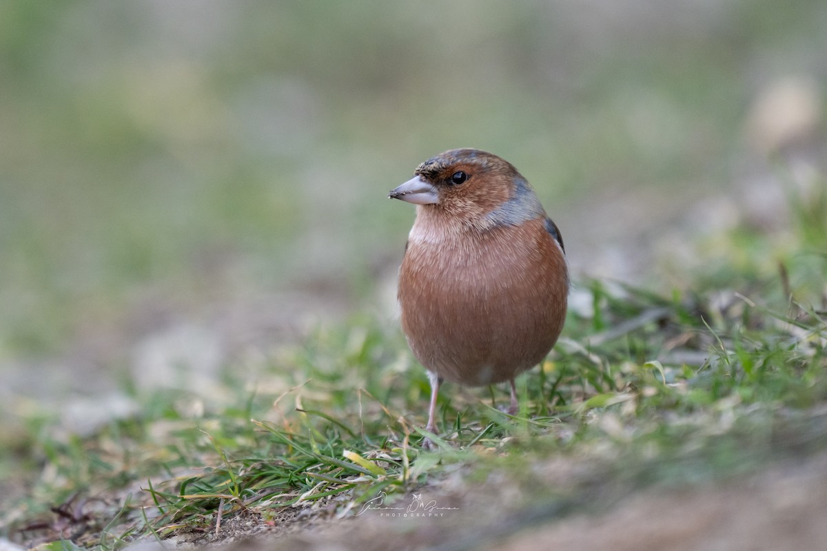 Common Chaffinch - ML651215562