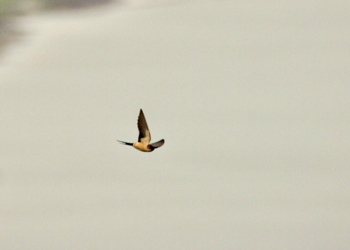 家燕 - ML651215684