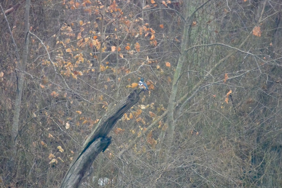 Опоясанный зимородок - ML651215943