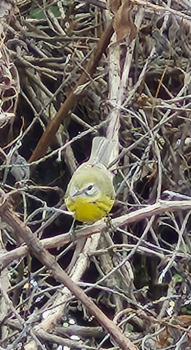 Prairie Warbler - ML651216107