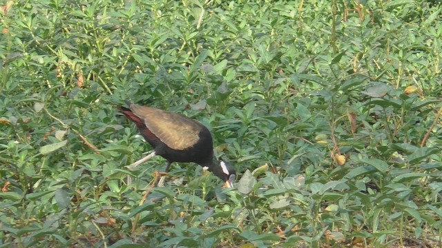 Bronze-winged Jacana - ML651216143