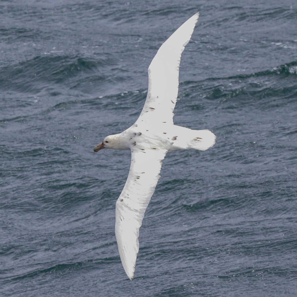 סערון-ענק דרומי - ML651216185