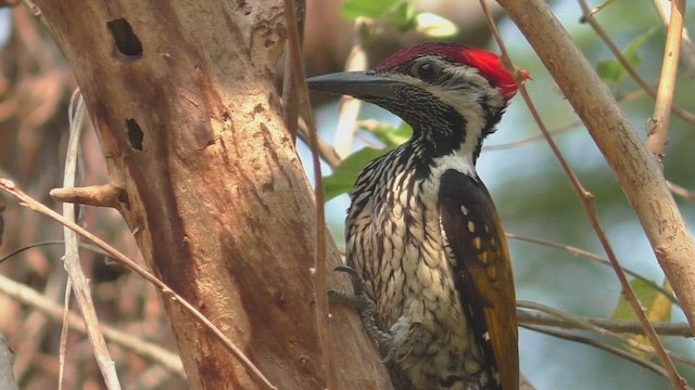 Black-rumped Flameback - ML651216499