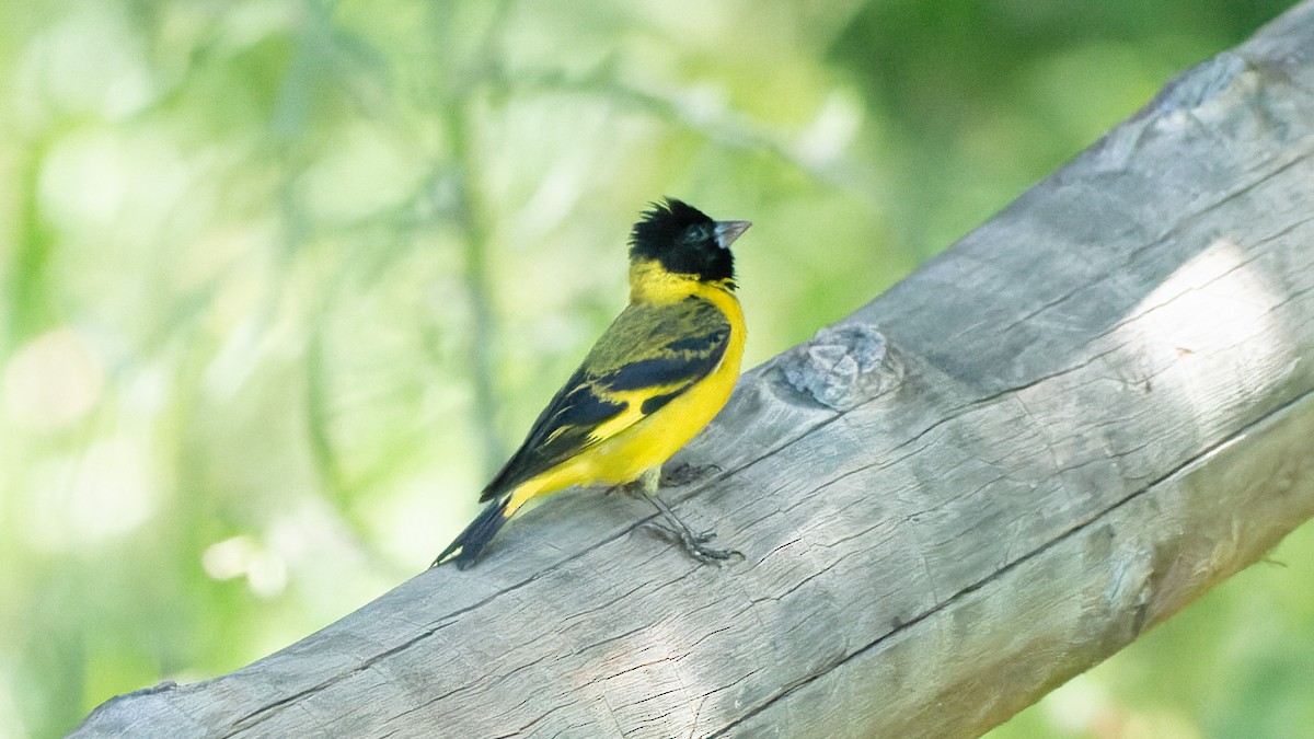 eBird Checklist - 14 Feb 2026 - Aiuroca--Vale do Matutu - 27 species