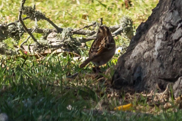 White-throated Sparrow - Carole Rose