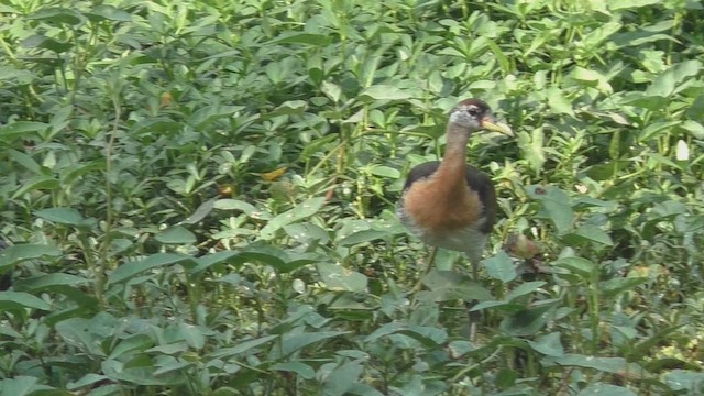 Bronze-winged Jacana - ML651217337