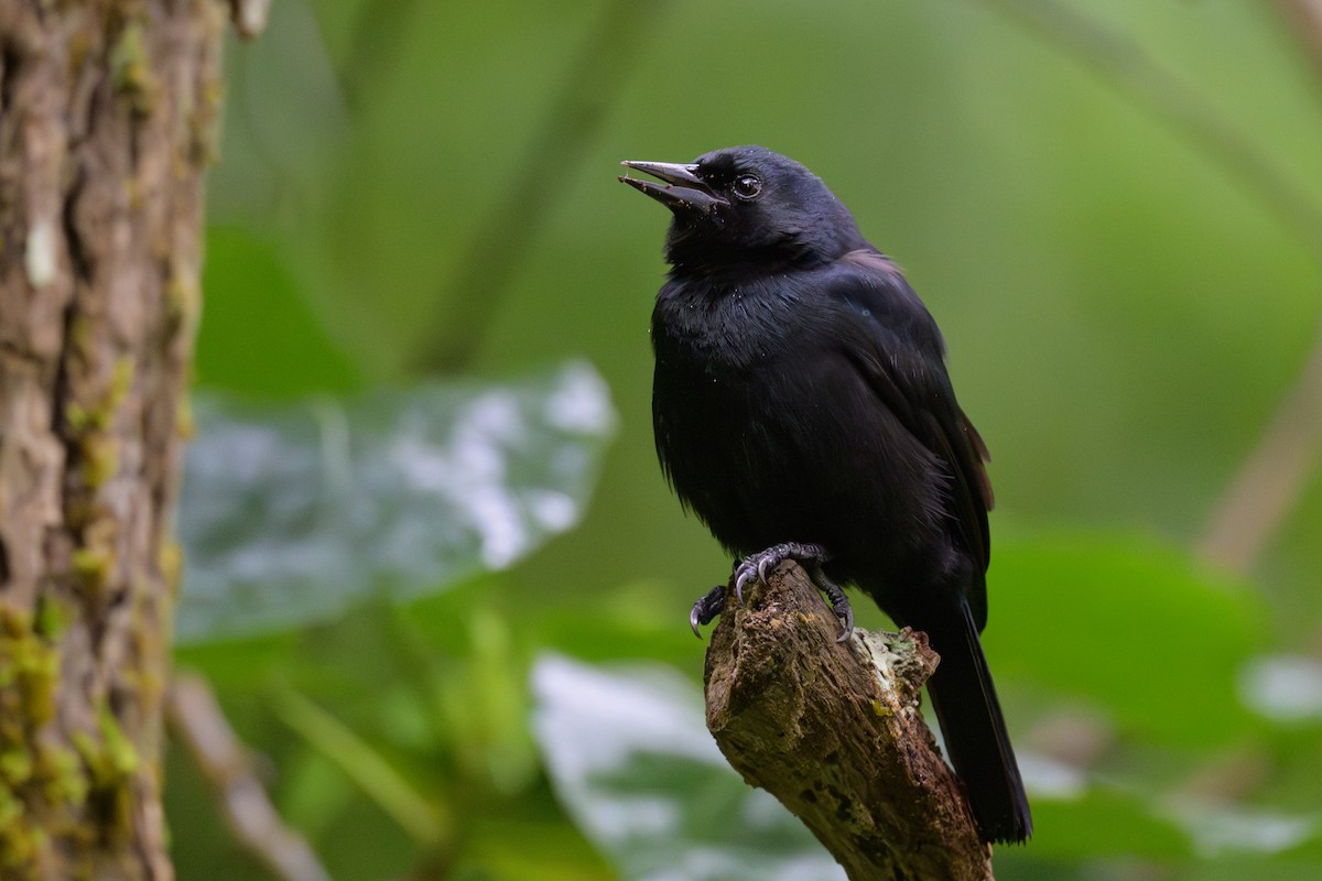 Jamaican Blackbird - ML651217982
