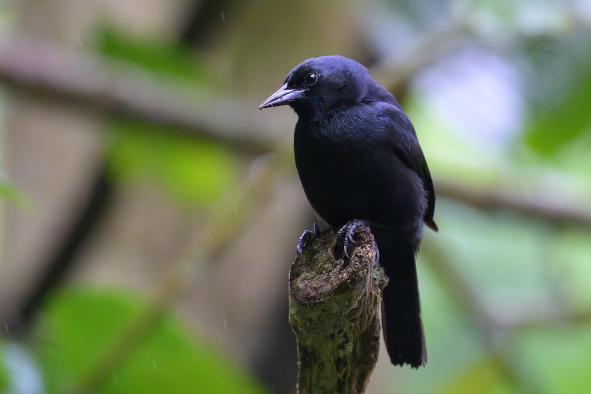 Jamaican Blackbird - ML651217983