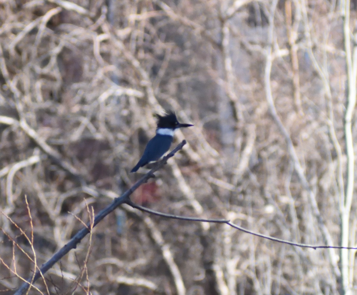 Опоясанный зимородок - ML651218438