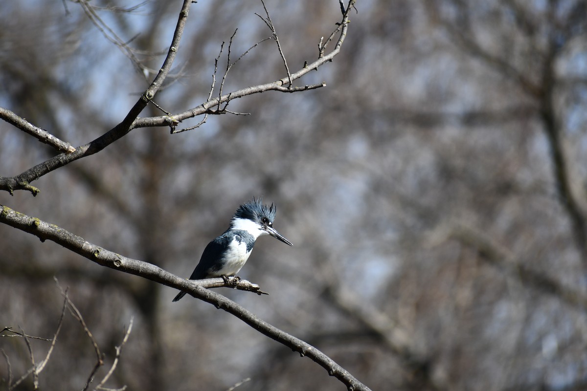 Опоясанный зимородок - ML651218972