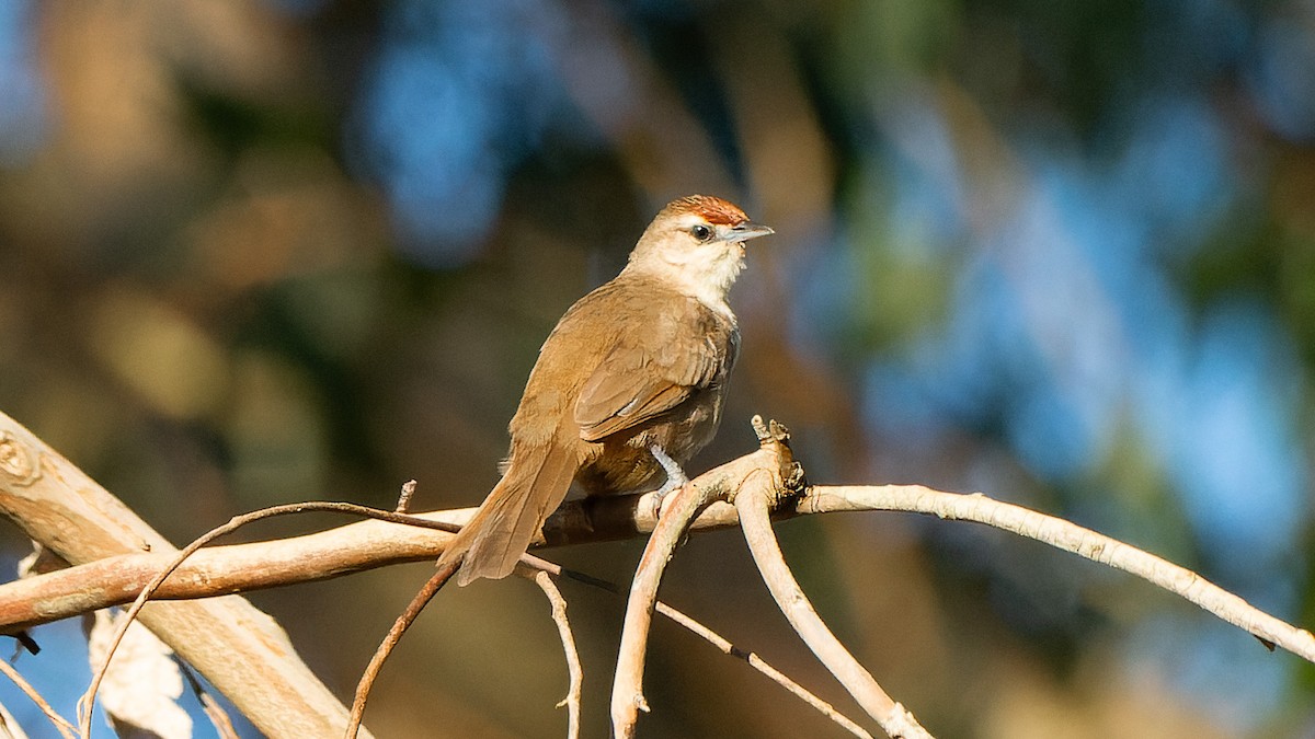 eBird Checklist - 14 Feb 2026 - Vale do Matutu - 36 species