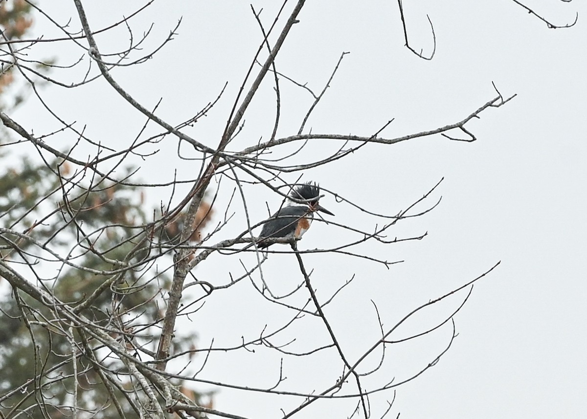 Опоясанный зимородок - ML651219147