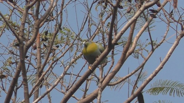 Yellow-footed Green-Pigeon - ML651219411