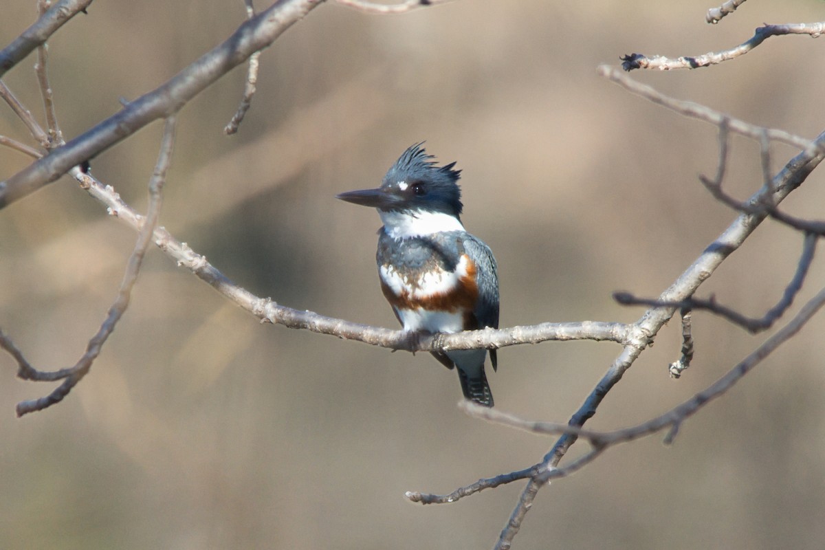 Опоясанный зимородок - ML651219422