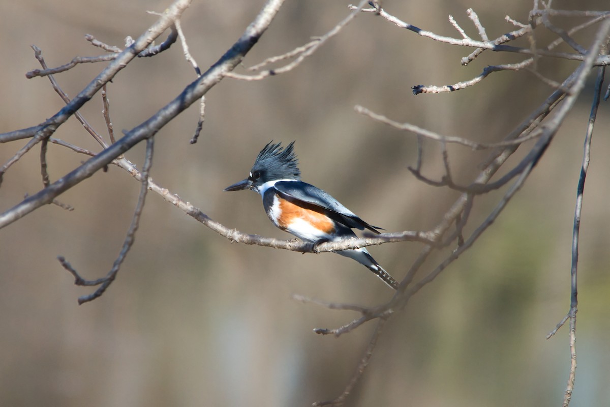 Опоясанный зимородок - ML651219424