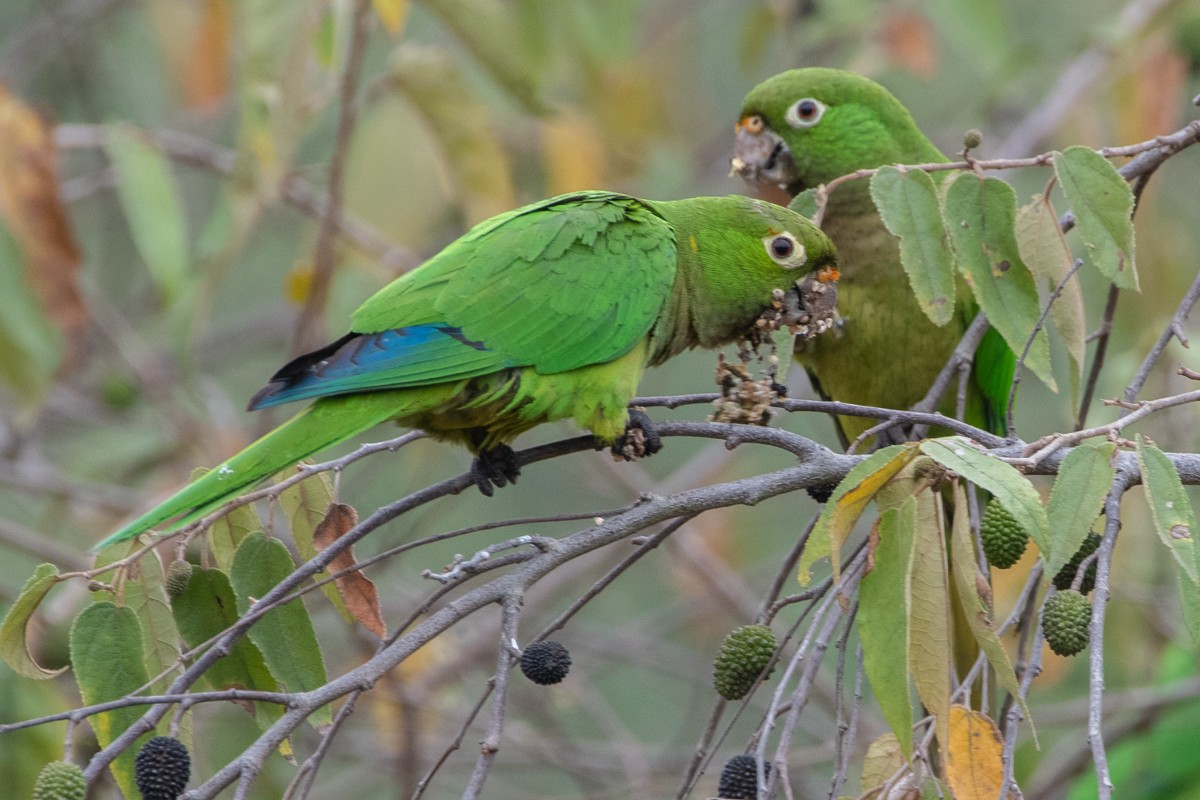 Jamaikasittich - ML651220180