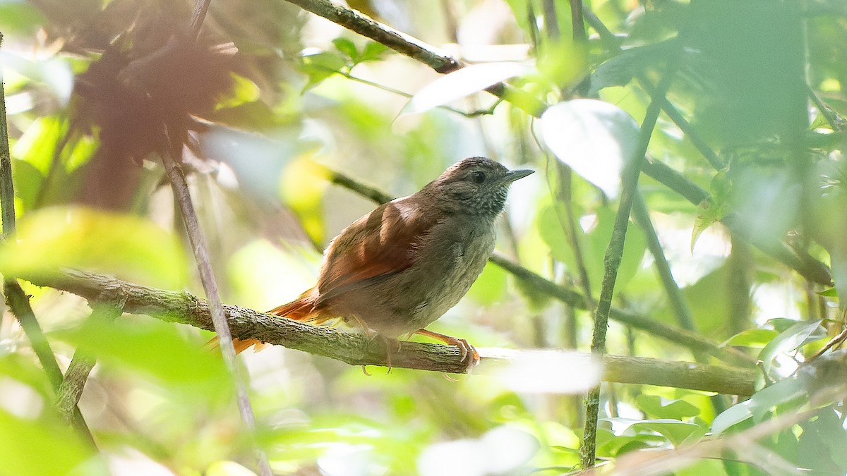 eBird Checklist - 15 Feb 2026 - Aiuroca--Vale do Matutu - 19 species ...