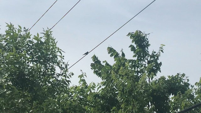 Eastern Kingbird - ML651220900