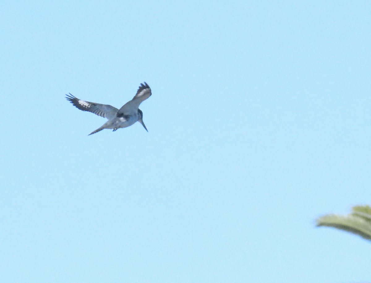 Опоясанный зимородок - ML651221031