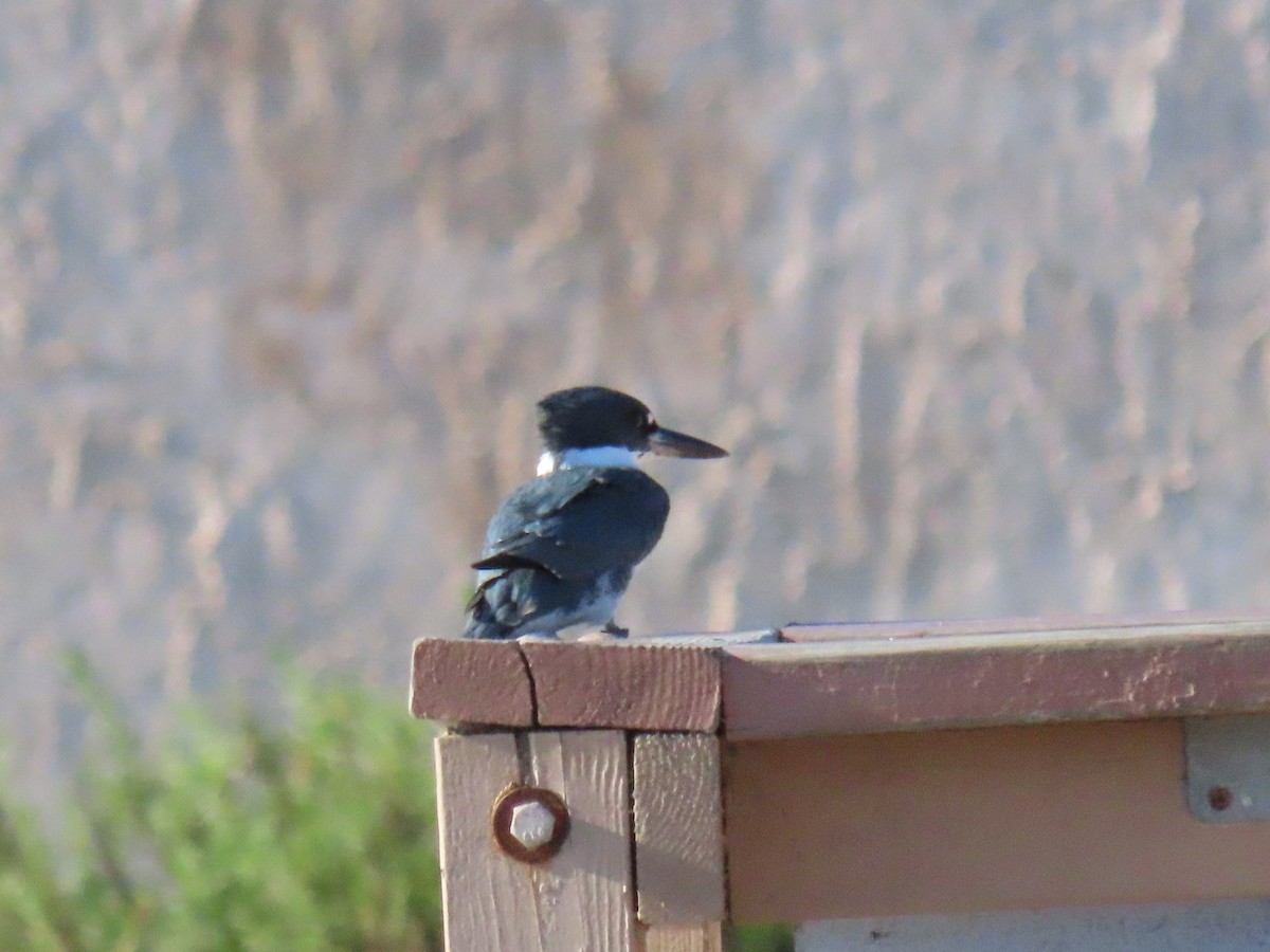 Опоясанный зимородок - ML651221032