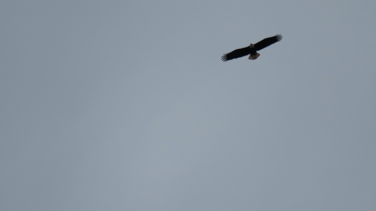 Bald Eagle - ML651221183