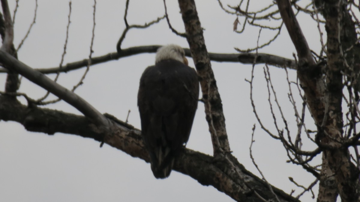 Bald Eagle - ML651221184
