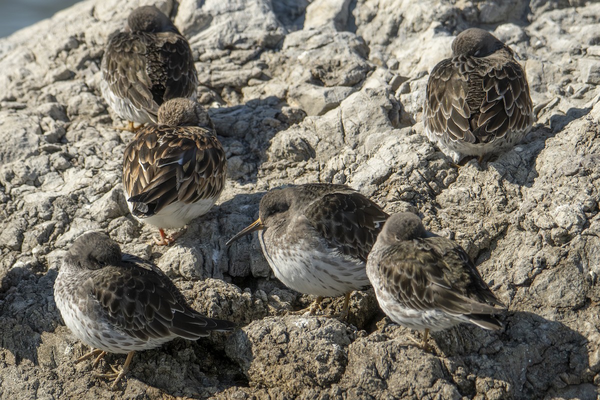 Purple Sandpiper - ML651221195