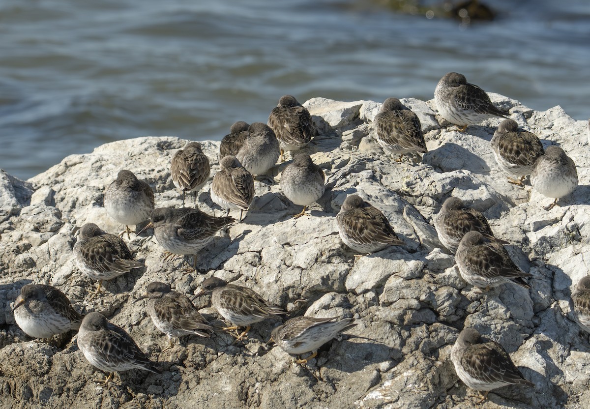 Purple Sandpiper - ML651221196