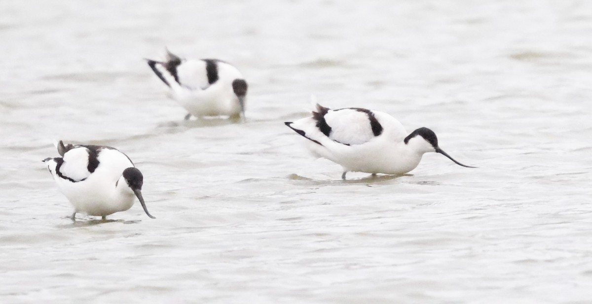 反嘴鴴 - ML651221197