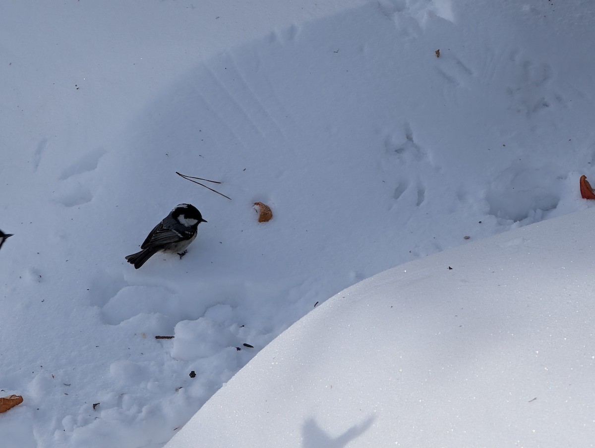 煤山雀 - ML651221198